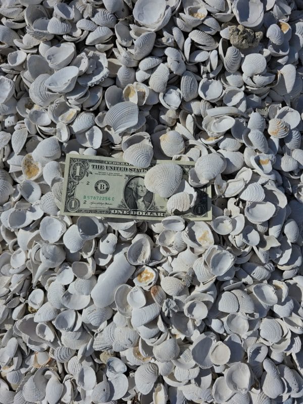 ROCK SEA SHELLS WHITE MEDIUM BULK SCOOP